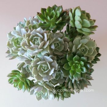 24 wired succulents