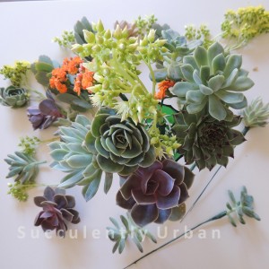 succulent-basket_19 copy