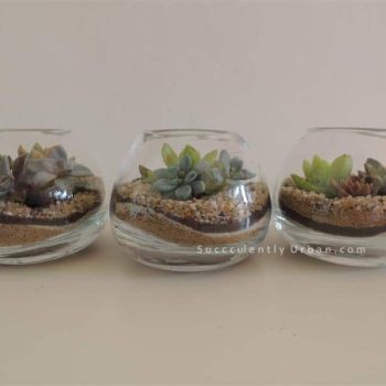 Set of Three Succulent Terrariums (San Diego Only)