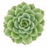 Echeveria Lime and chile