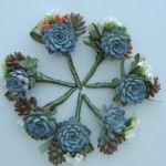 Succulent minima