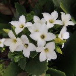 white calandiva blooms