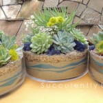 succulent centerpiece