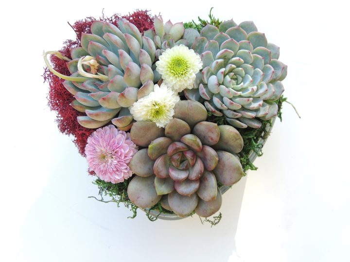 heart dish with succulents