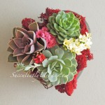 succulent gift