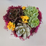 Heart shape dish with succulents for valentine-mothers-day gift.