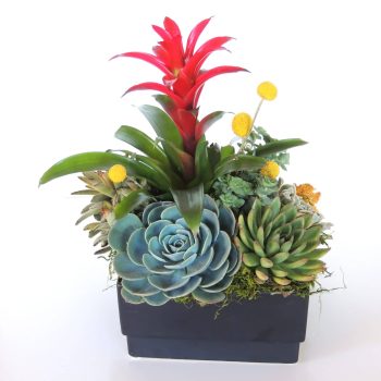 Succulent and Bromeliad in Ceramic Vessel