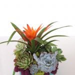 Bromeiliad and succulent-arrangement.