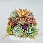 Succulent-arrangement Dani