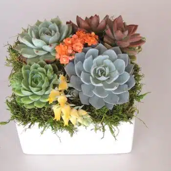 Succulents in Ceramic Container - Dani