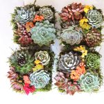 succulent-arrangement in ceramic container-Dani