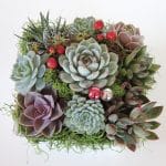 Succulent arrangement for Christmas