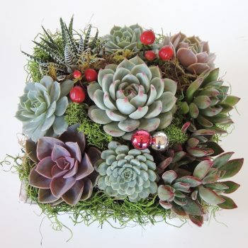 Summer-Wood box Succulent Arrangement