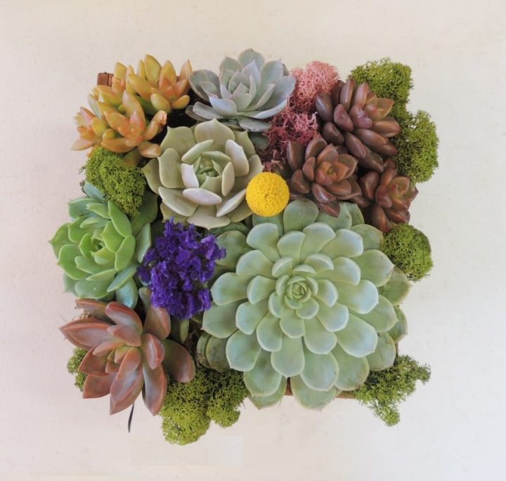 Succulent gift box 6x6