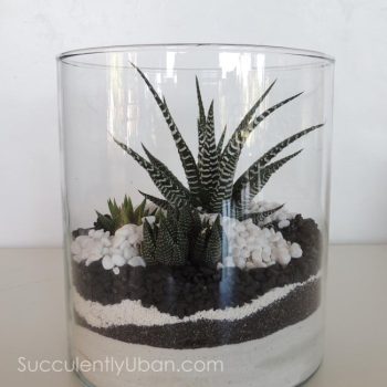 Cylinder Succulent Terrarium-(San Diego delivery only)