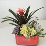 Succulents and bromeliad arrangement.
