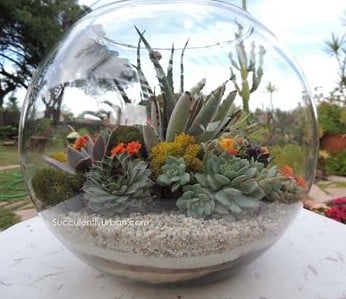 Bubble Succulent Terrarium-Large