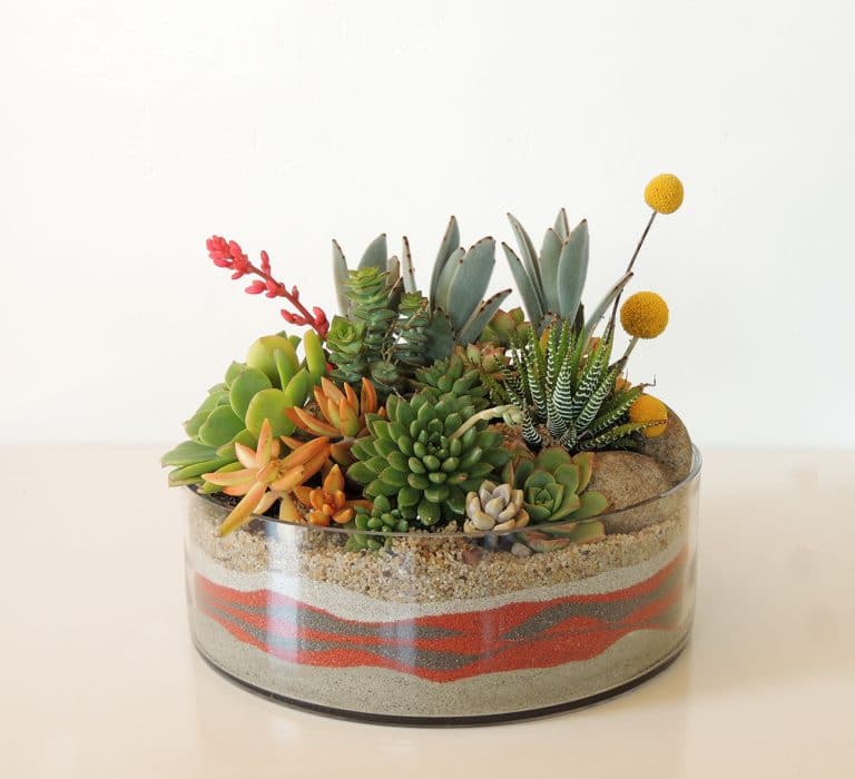 succulent arrangement succulent arrangement