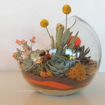 Succulent Terrarium Half Moon (San Diego Only)