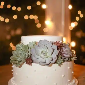 Succulent cuttings for cake