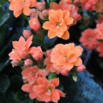 orange calandiva blooms