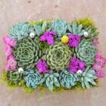 Succulentarrangement with semper vivums.