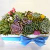 Succulent arrangement in 12 by 6 wood box