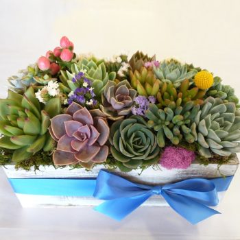 Succulent Centerpiece Wood Box