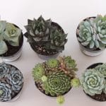 2.5 succulent plants