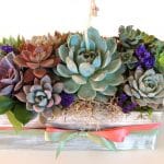 succulent-arrangement-