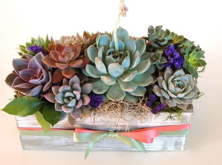 succulent-arrangement-