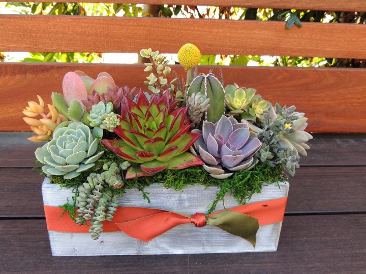 succulent-arrangement-