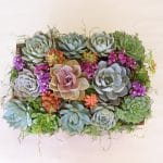 Succulent arrangement is 12x7 wood box
