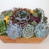 Succulent gift in 12x7 wood box