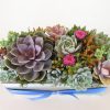 with succulent arrangement in rectangular box