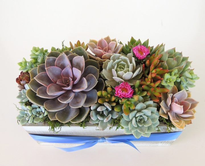 with succulent arrangement in rectangular box