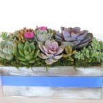 succulent arrangement for gift