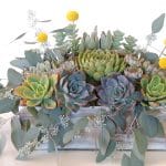Succulent arrangementt