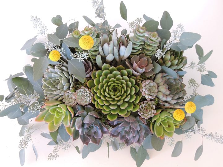 succulent arrangement barbara