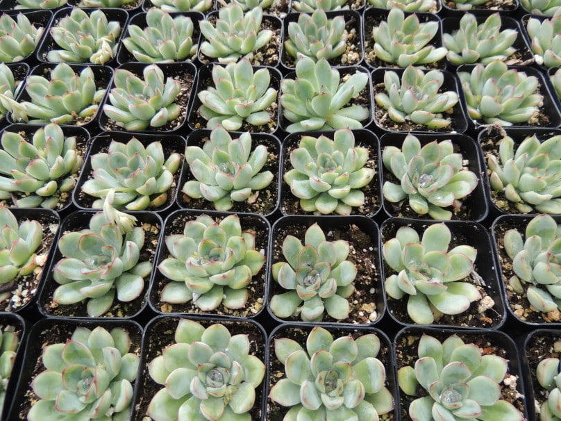 Succulent Wedding favors/party favors 2” – Plants4Love