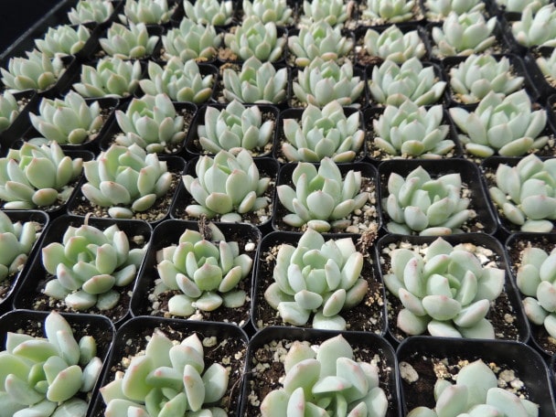 Succulent Wedding favors/party favors 2” – Plants4Love