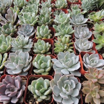 Collection of 180 two-inch succulents