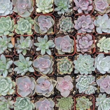 Collection of 100 purple 2-inch succulents