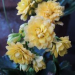 yellow blossfeldiana blooms
