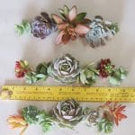 Succulent cuttings for cake