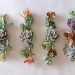 succulent cuttings for cake decor