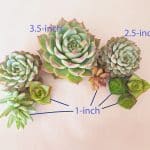 succulent cuttings for cake