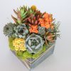 Sculent gift orange and yellow