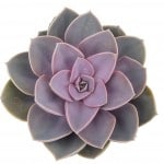 Echeveria perle von nurnberg