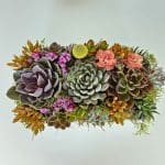Succulent plant Arrangement